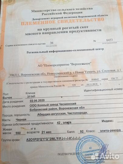 Абердин- ангусские бычки