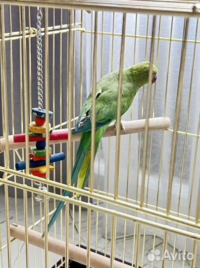 Ожереловый попугай самец