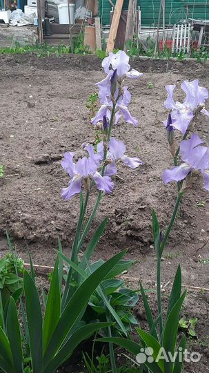 Ирисы