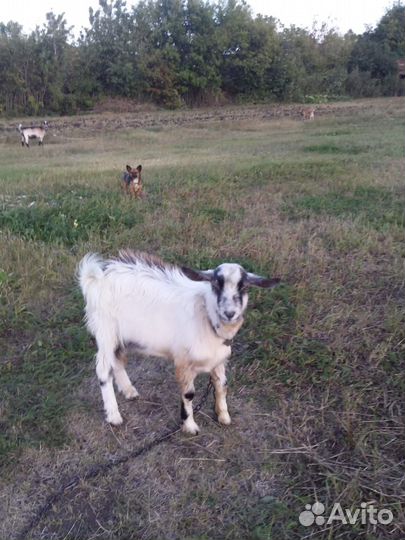 Нубийский козел