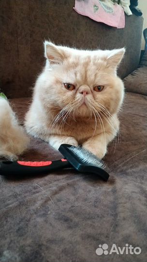 Вязка. Кот Экзот