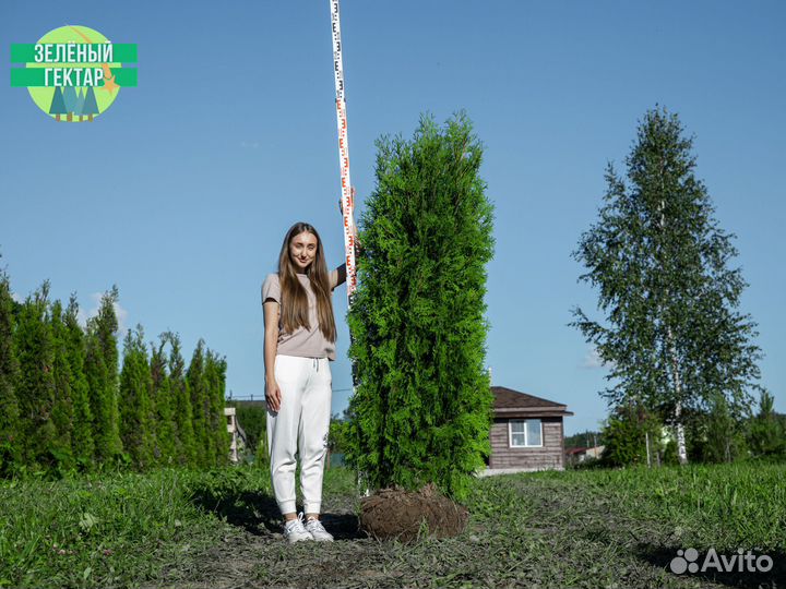 Туи колумна 1,8 м свежая копка 2023