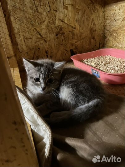 Котенок Кисо