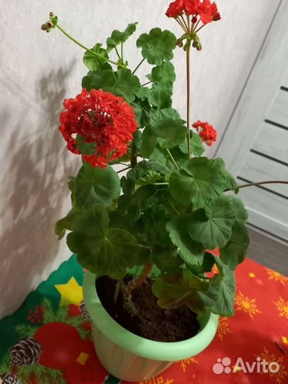 Плеаргония