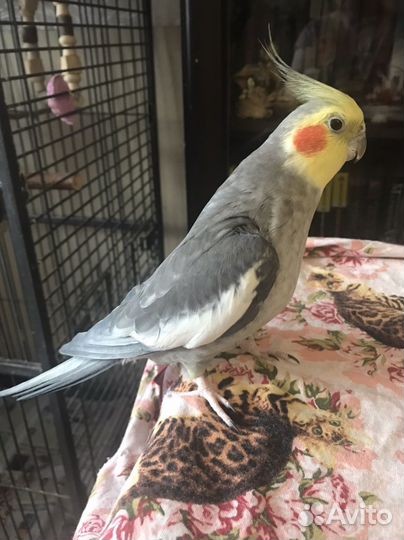 Попугай корелла самец