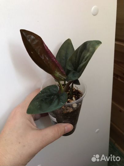 Сингониумы сортовые