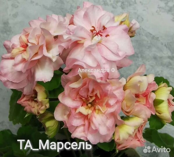 Сортовые пеларгонии
