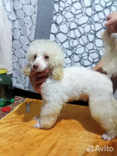 Щенки той пуделя