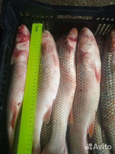 Рыба Пеленгас крупный оптом свежемороженный