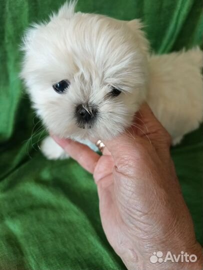 Щенки мальтезе мини