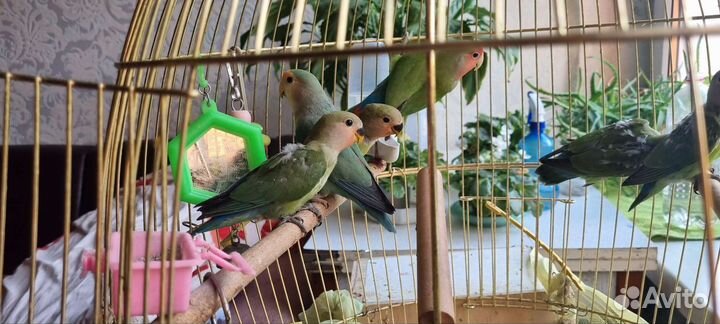 Попугай неразлучник птенцы