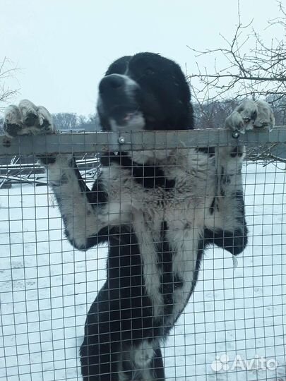 Вязка Алабай