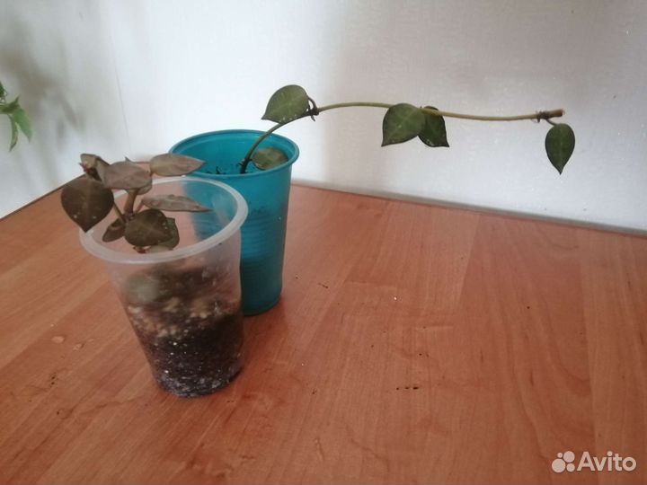 Хоя лакуноза эскимо