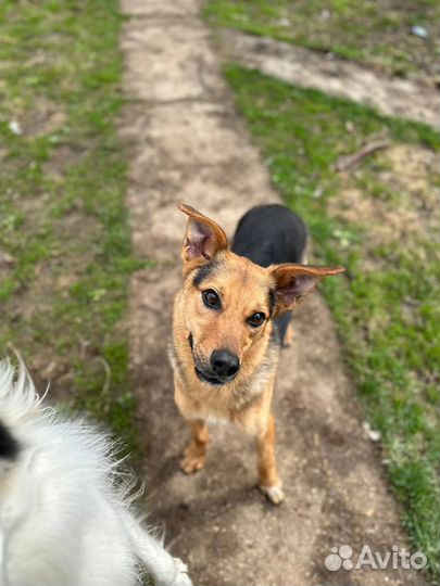 Собака в добрые руки