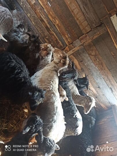 Овцы бараны ягнята