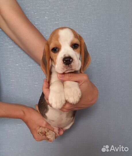 Щенки бигль