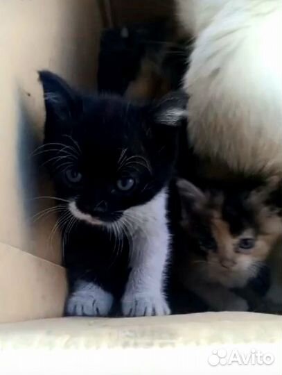 Отдам котят бесплатно