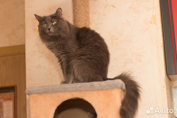 Пушистая Стелла