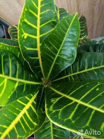 Кодиеум кротон