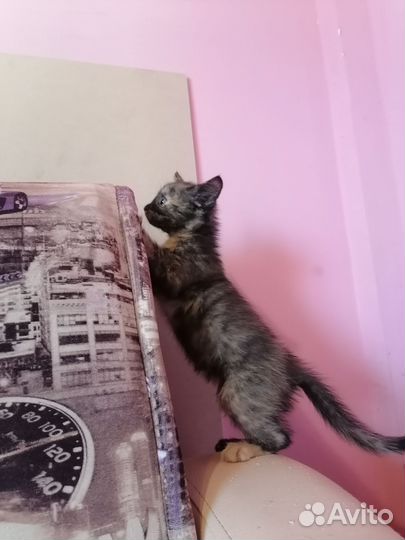Котенок девочка в добрые руки