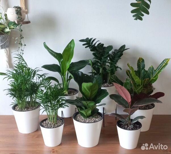 Комнатные растения