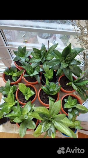 Сансевиерия, тещин язык