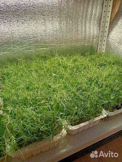 Микрозелень горох