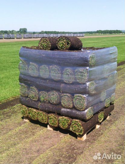 Рулонный газон