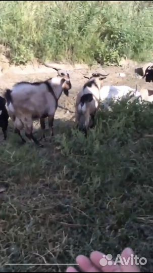 Коза дойная с козлятами