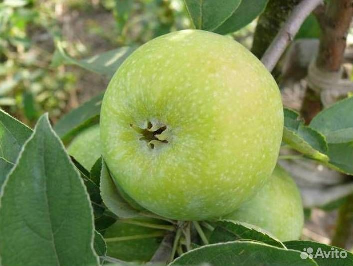 Саженцы яблони Семеренко