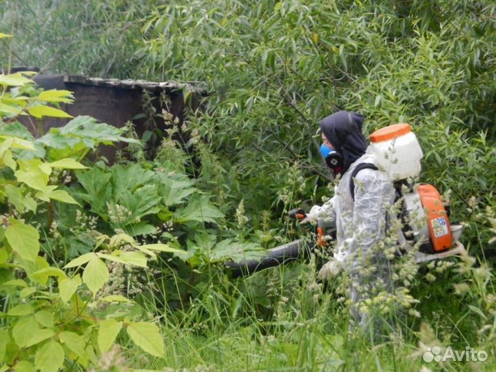 Уничтожение клещей кротов короеда борщевика ос