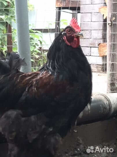 Петух -Брама, на племя