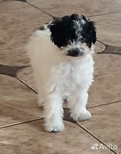 Собака мини пудель