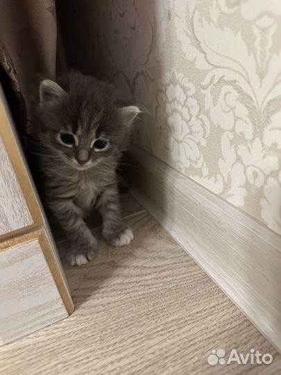 Котята