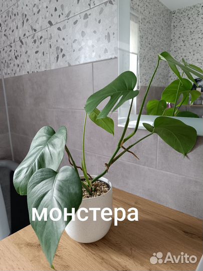 Комнатные цветы