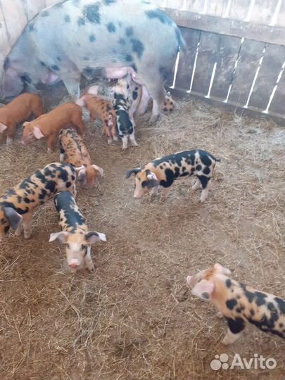 Сельхоз животные