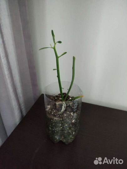 Эухарис амазонская лилия