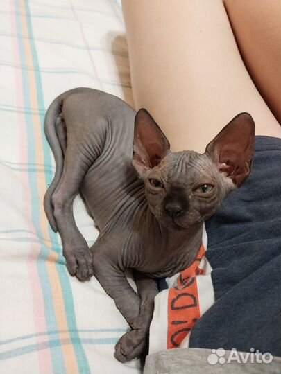 Канадский сфинкс котенок