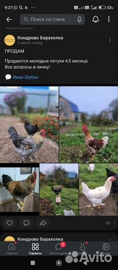 Продаются петушки 4,5 мес