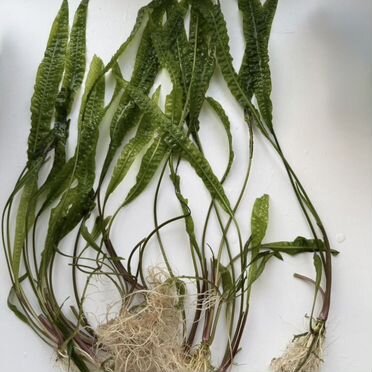 Аквариумные растения