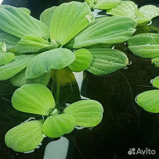 Пистия роголистник хемиантус