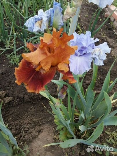 Ирисы