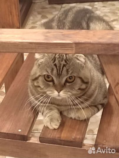 Шотландский кот на вязку
