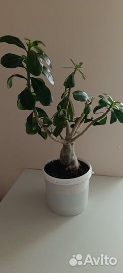 Адениум взрослый