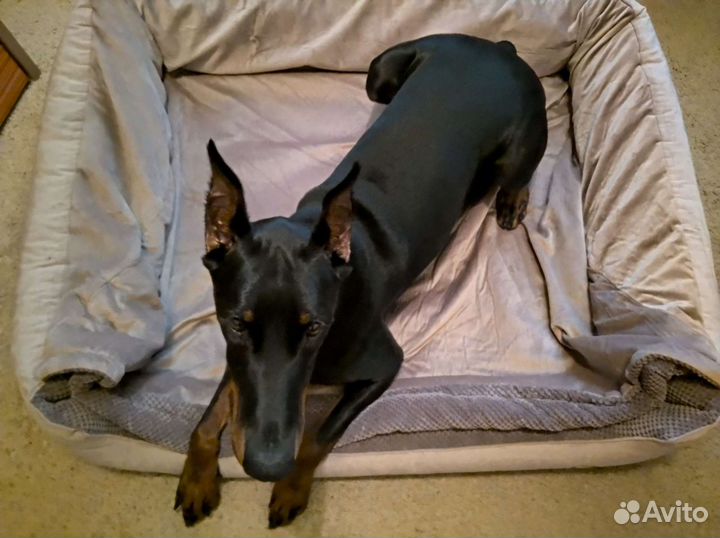 Лежанка для крупных собак, лежанка-норка