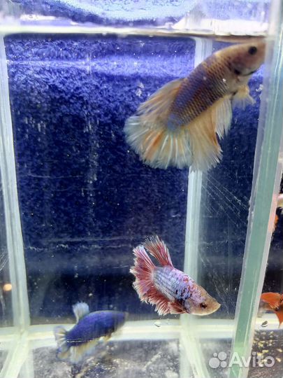 Аквариумные рыбки