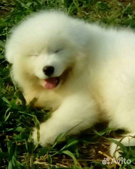 Щенок самоеда