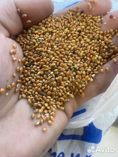 Семена просо