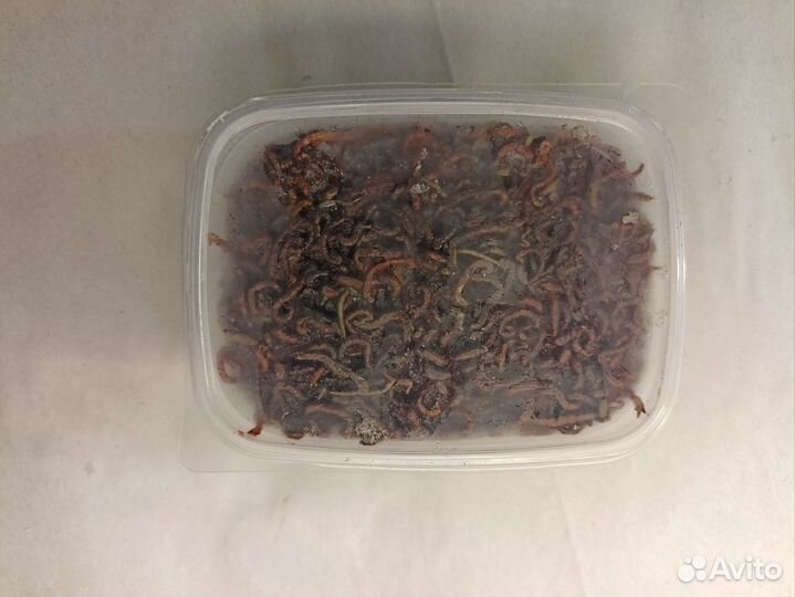 Мотыль крупный, коретра, мормыш, мелкий мотыль