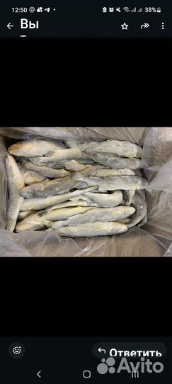 Рыба навага морож